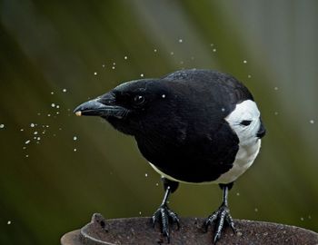 Close-up of bird perching on wood