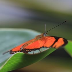 Butterfly on leaf