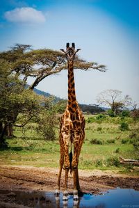 Portrait of giraffe standing in puddle at serengeti national park