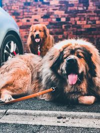 Close-up of a dog