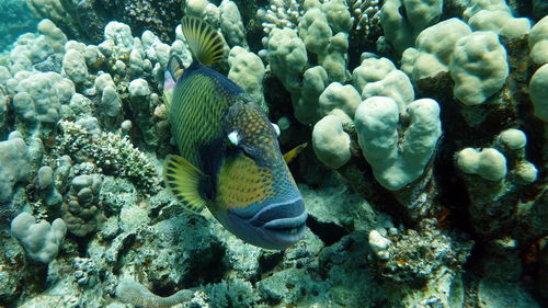 Close-up of fish swimming in sea