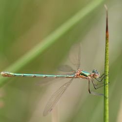 Close-up of dragonfly on a plant