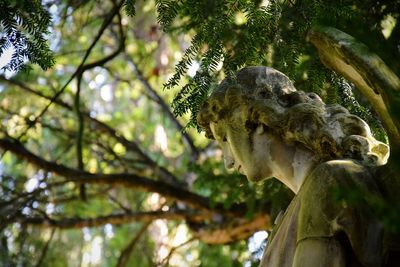 Low angle view of bird on tree trunk