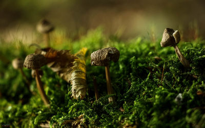 Close-up of mushrooms on grass