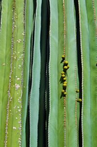 Close-up of caterpillar on plant