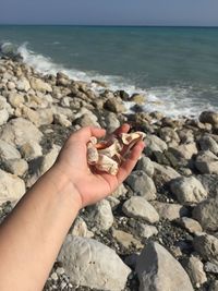 Cropped image of hand holding seashells at beach