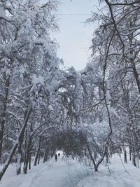 Trees on snow covered landscape