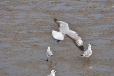 White birds flying over lake