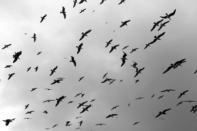 Low angle view of birds flying in sky