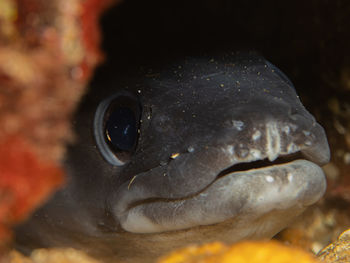Close-up of fish swimming in sea
