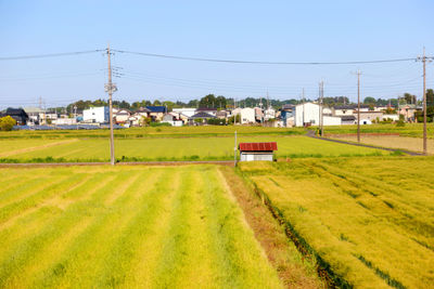 Rice paddy view of agricultural field against clear sky,  kanuma, one of beautiful village in japan