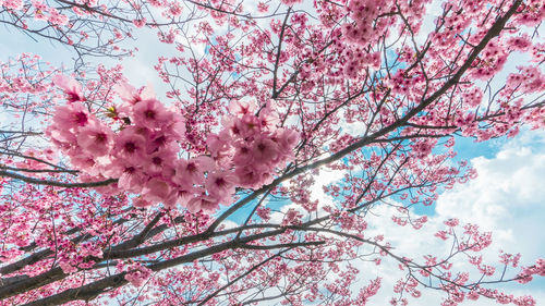 Low angle view of cherry blossoms against sky