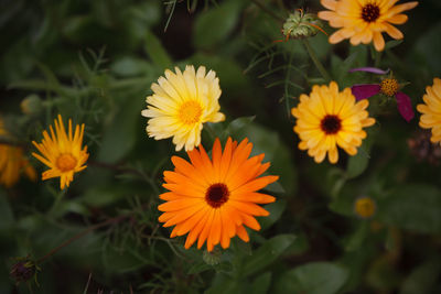 Close-up of yellow flowering plants on field