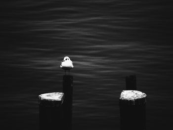 Close-up of seagull perching on wooden post