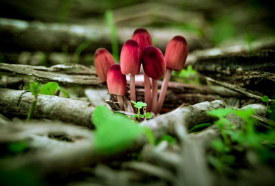 Close-up of mushrooms