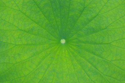 Macro shot of leaf