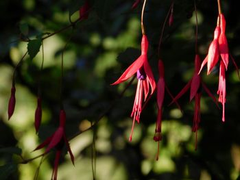 Close-up of red flowers