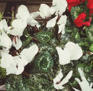 Close-up of white flowers