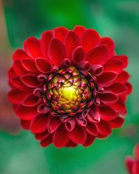 Close-up of red dahlia