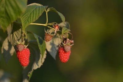 Close-up of red berries growing on plant