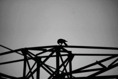 Low angle view of silhouette bird on cable against sky