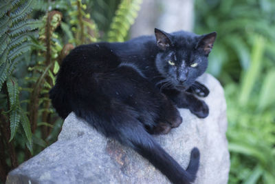 Close-up of a black cat