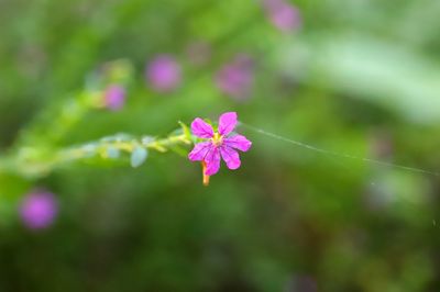 Close-up of pink flowering plant