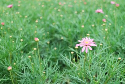 Close-up of flowers blooming outdoors