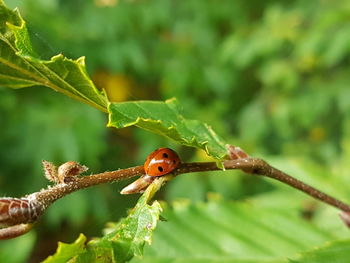 Close-up of ladybug on leaf