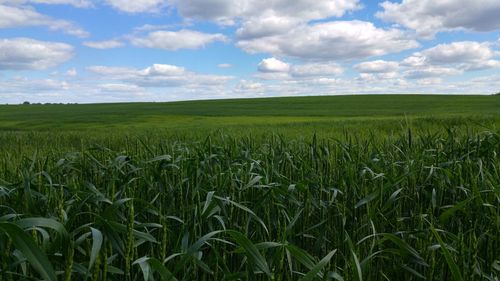 Scenic view of wheat field against sky