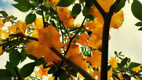 Low angle view of flowering plants against sky