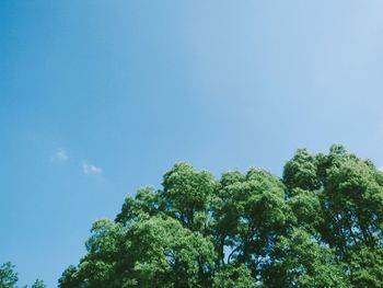 Low angle view of trees against blue sky