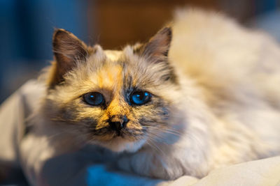 Close-up portrait of a cat