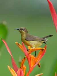 Close-up of bird perching on flower