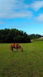 Horse grazing in field