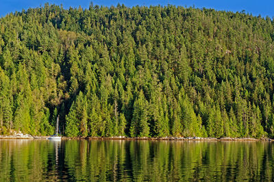 Panoramic view of pine trees in lake