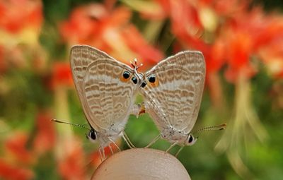 Close-up of butterfly on flower