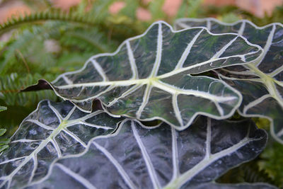 Close-up of plant leaves