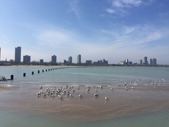 Scenic view seagulls in water at low tide with city in background