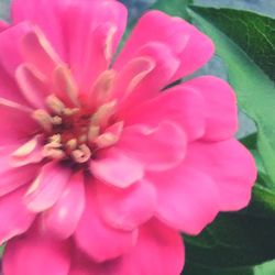 Close-up of pink flower