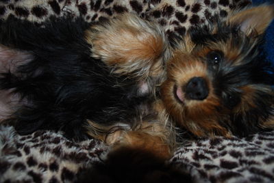 High angle view of dog on bed