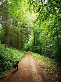 Dirt road amidst trees in forest