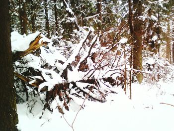 Close-up of snow on tree