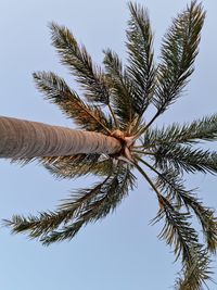 Low angle view of coconut palm tree against sky