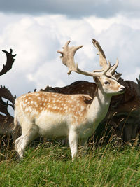 Deer in a field