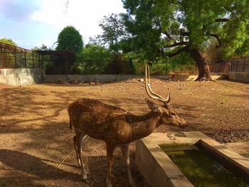 Deer in a zoo