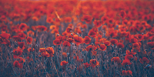 Close-up of poppy flowers in field