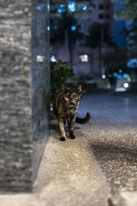 Portrait of cat walking on street