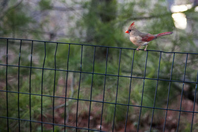 Bird perching on a fence