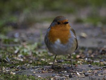 Close-up of bird perching on a field